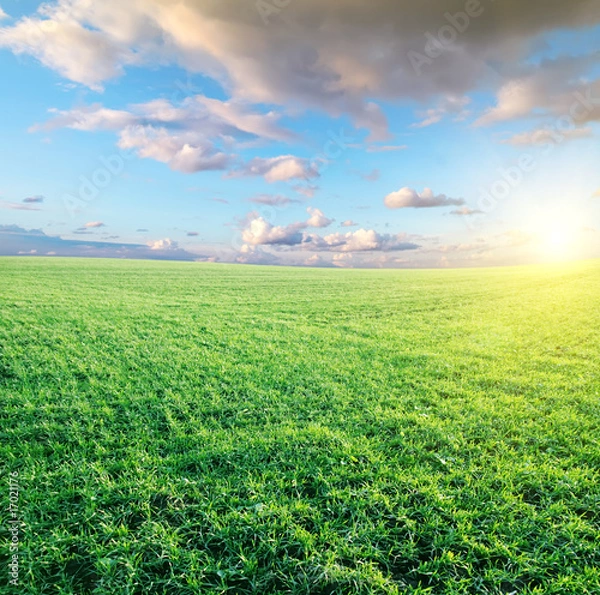 Obraz green field and beautiful sunset