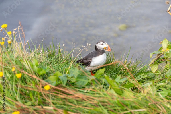 Fototapeta Adorable macareux moine au sommet de la falaise de Dyrhólaey, surplombant la plage de Solheimafjara, dans le sud de l'Islande