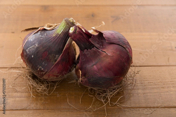 Obraz 赤たまねぎ