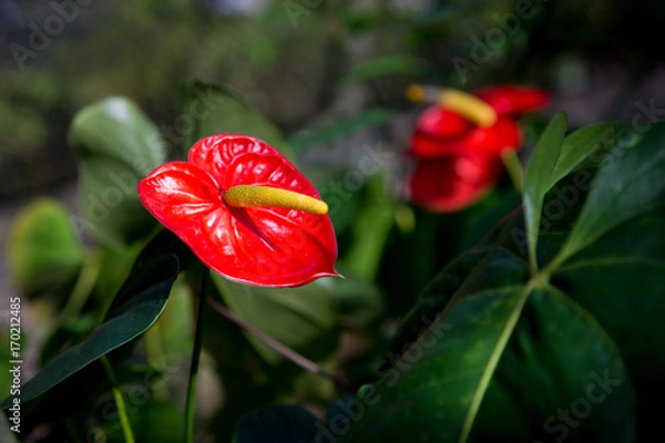 Obraz Red anthurium flowers