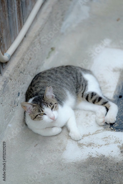 Fototapeta 日本の猫