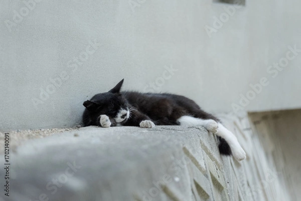 Fototapeta 日本の猫