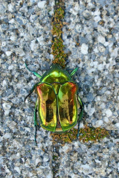 Fototapeta Tokyo, Japan - Oct 13 2024, A close-up view of the Flower chaser beetle in green with a metallic bronze sheen on a background of stone tiles, Tokyo, Japan