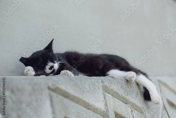 Fototapeta 日本の猫