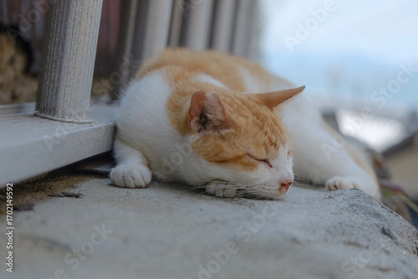 Fototapeta 日本の猫