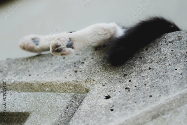 Fototapeta 日本の猫