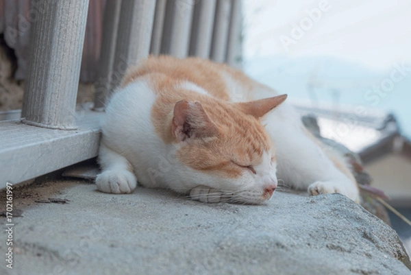 Fototapeta 日本の猫