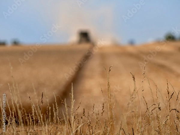 Fototapeta A shot of a large field with a Combine Harvester at work harvesting grain in the distance for use as a background