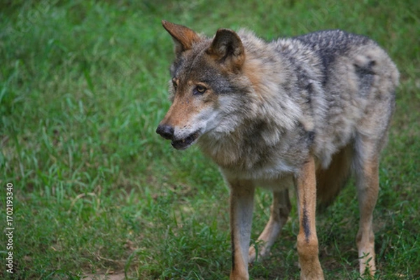 Fototapeta Wolf Standing in a Grassy Area