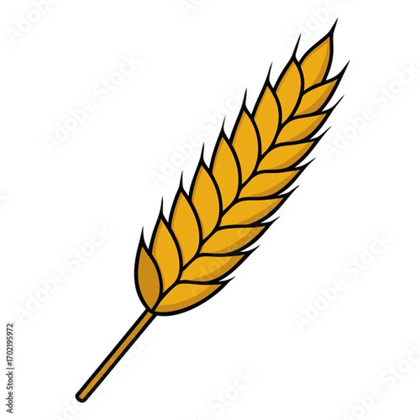 Fototapeta Vector illustration of a golden wheat stalk on a white background