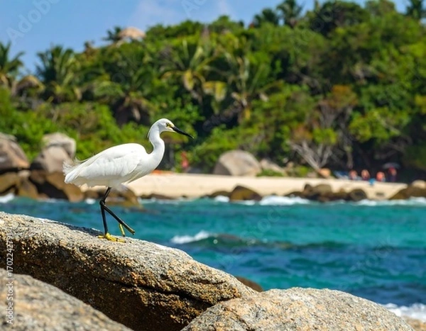Fototapeta Elegant snowy egret perched on seaside rocks in a tropical destination