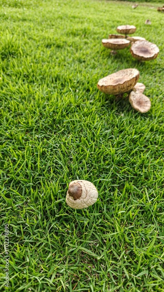 Obraz Mushroom Growth on Lush Green Grass Surface in Natural Setting
