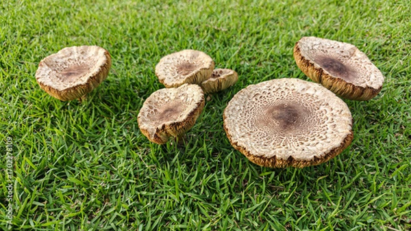 Obraz Natural Growth of Unique Mushrooms on Lush Green Grass Surface