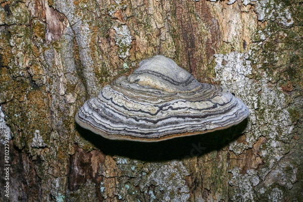Obraz Image of tinder fungus (Fomes fomentarius), which attacks trees, especially beech, and causes white rot on the tree.
