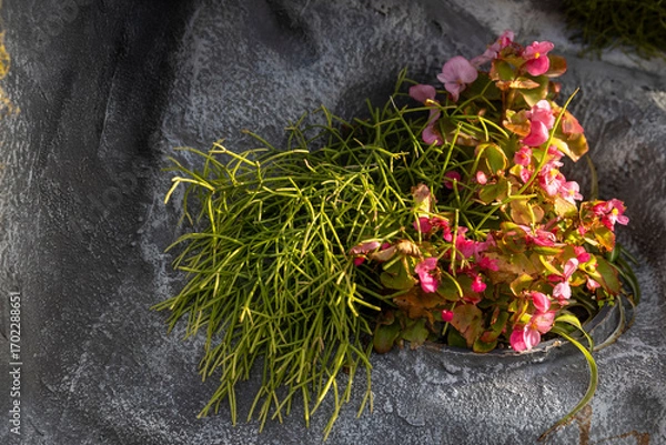 Fototapeta Mistletoe Cactus and Begonia in Rock Planter
