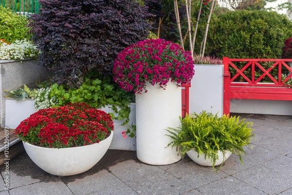 Fototapeta Decorative flower arrangements in white planters with red bench in garden