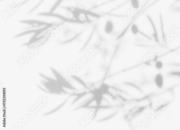 Fototapeta Shadow of olive tree fruit overlay on white wall. Sunlight effect shadow on the wall. Minimal blurred backdrop backgrounds. Summer tropical surface background.