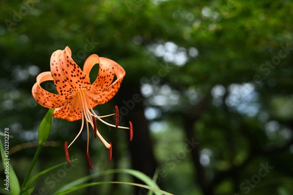 Obraz 夏の花　コオニユリの花