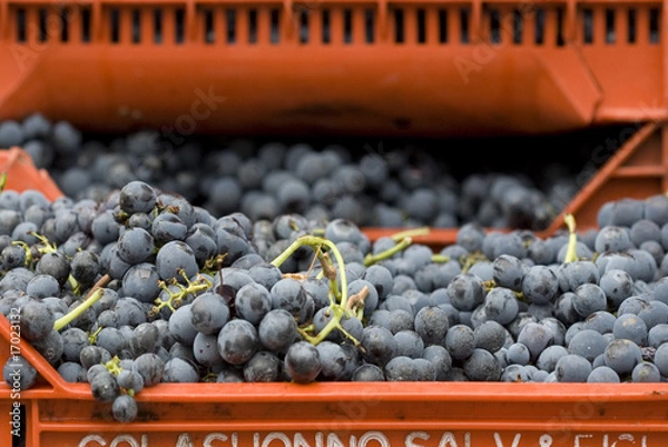 Fototapeta Gotowy do wyciskania