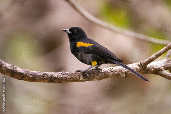 Obraz Encontro (Icterus pyrrhopterus) | Variable Oriole photographed in Linhares, Espírito Santo - Southeast of Brazil. Atlantic Forest Biome.