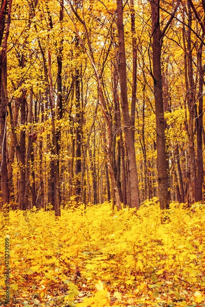 Obraz Photo of orange autumn forest with leaves