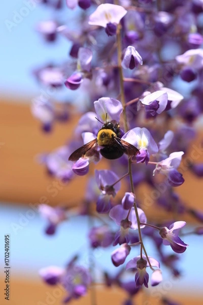 Obraz クマバチに蜜を吸われる藤