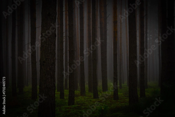 Fototapeta Sosnowy las o świcie. W półmroku widać zarys drzew między którymi unosi się mgła.