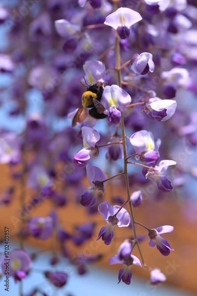 Obraz 紫色の花が咲いています
