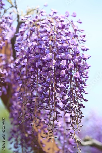 Obraz 紫の藤の花のある風景