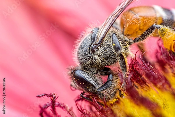 Fototapeta BEE EATING