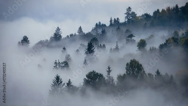 Fototapeta Misty Evergreen Forest on Hillside in Dense Fog – Moody Atmospheric Landscape Photography