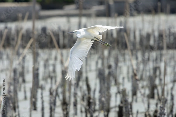 Fototapeta BIRD FLYING