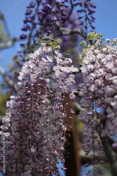 Obraz 青空に映える藤の花