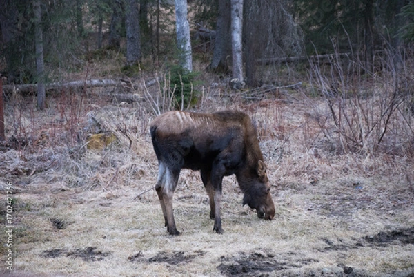 Obraz moose in the woods