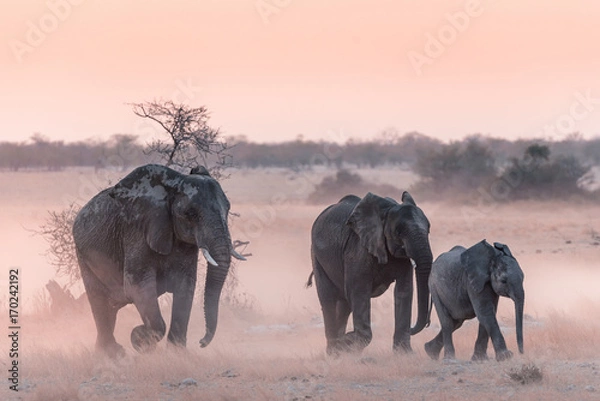 Obraz Etosha Elephants