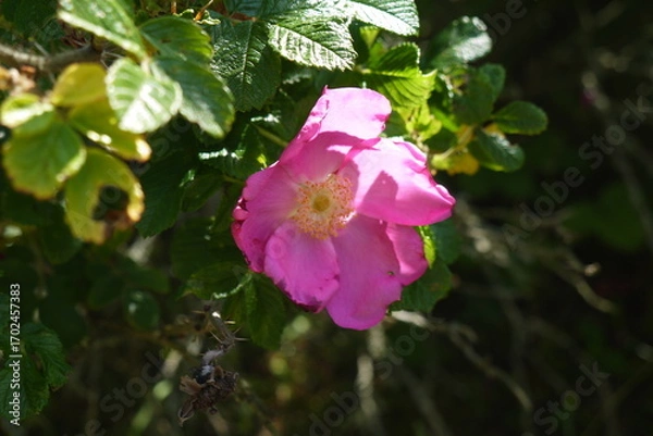 Fototapeta Dzika róża kwitnąca w parku