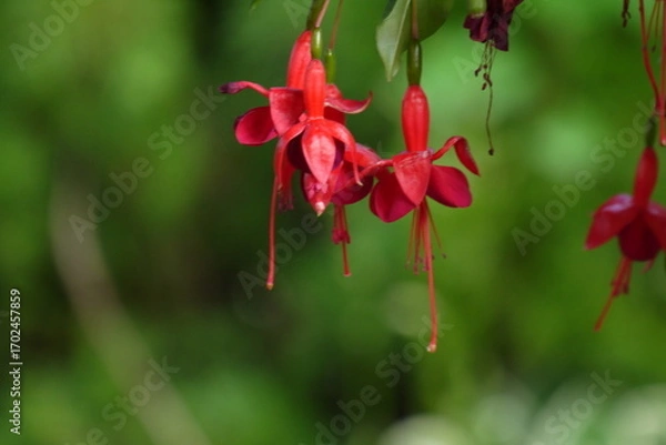Fototapeta Kwitnąca fuksja na rozmazanym tle