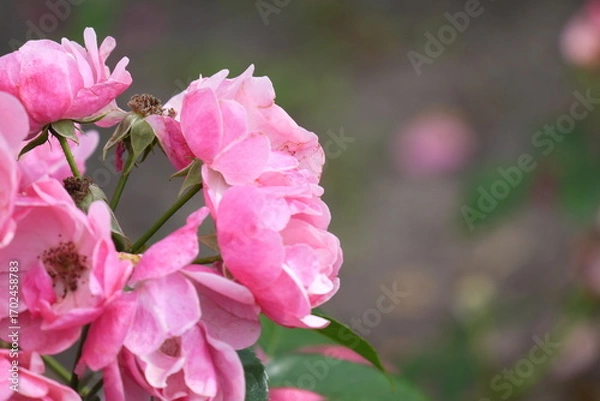 Fototapeta Róże kwitnące w ogrodzie