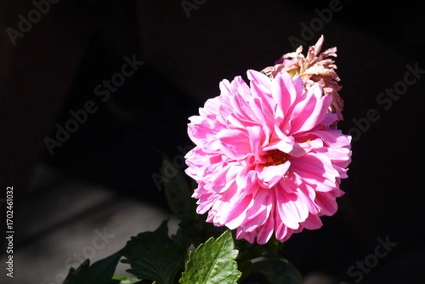 Fototapeta Piwonia kwitnąca w ogrodzie