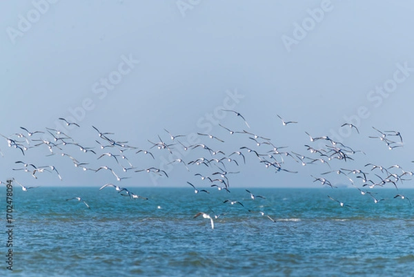 Obraz A group of Crab plovers flying on the shore in Bay of bengal inside Marine National Park, Gujarat