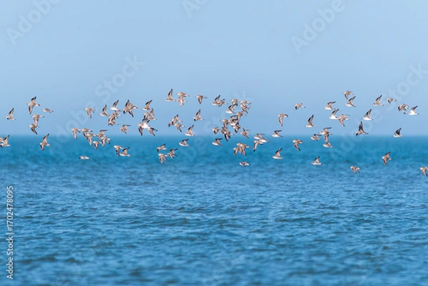 Obraz A group of Crab plovers flying on the shore in Bay of bengal inside Marine National Park, Gujarat