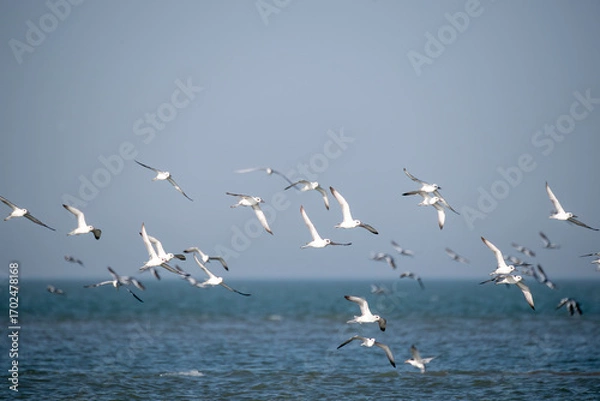 Obraz A group of Crab plovers flying on the shore in Bay of bengal inside Marine National Park, Gujarat