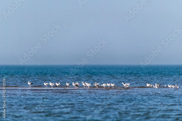 Obraz A group of Crab plovers feeding on the edge of the surf in Bay of bengal inside Marine National Park, Gujarat