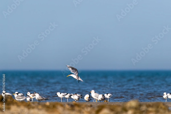 Obraz A group of Crab plovers feeding on the edge of the surf in Bay of bengal inside Marine National Park, Gujarat