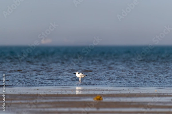 Obraz A group of Crab plovers feeding on the edge of the surf in Bay of bengal inside Marine National Park, Gujarat