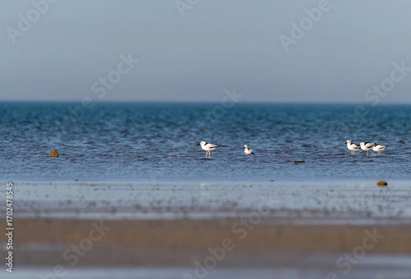 Obraz A group of Crab plovers feeding on the edge of the surf in Bay of bengal inside Marine National Park, Gujarat