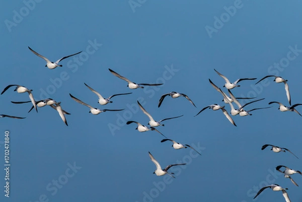 Obraz A group of Crab plovers flying on the shore in Bay of bengal inside Marine National Park, Gujarat