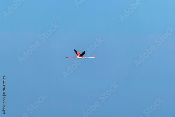 Obraz A flock of flamingos flying away with a beautiful blue sky on the outskirts of Jamnagar, Gujarat, India