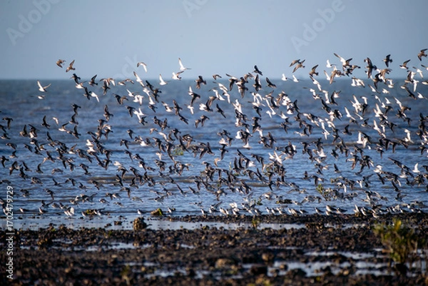 Obraz A flock of waders flying in formation inside marine national park on the outskirts of Jamnagar, Gujarat