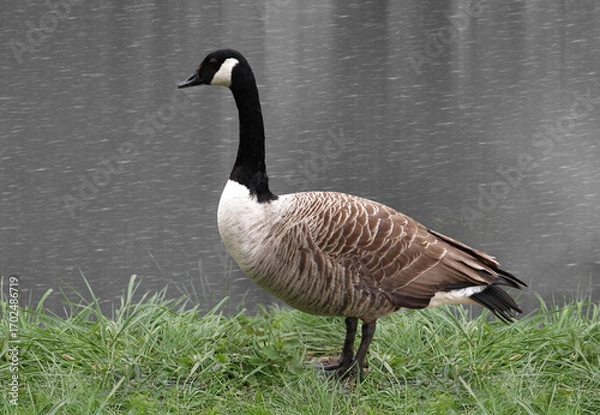 Fototapeta A canada goose standing by the waterside